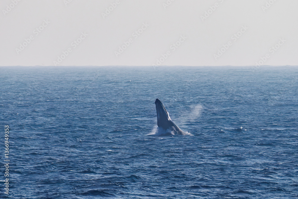 ブリーチング(ジャンプ)をしている。
陸から見えたザトウクジラ(ナガスクジラ科)の群れが泳ぐ様子。
英名学名:Humpback Whale, Megaptera novaeangliae
真新しい溶岩でできた荒々しい海岸線の底土港外。
東京都伊豆諸島八丈島-2025年
ブリーチング(ジャンプ)をしている。
陸から見えたザトウクジラ(ナガスクジラ科)の群れが泳ぐ様子。
英名学名:Humpback Whale, Megaptera novaeangliae
真新しい溶岩でできた荒々しい海岸線の底土港外。
東京都伊豆諸島八丈島-2025年