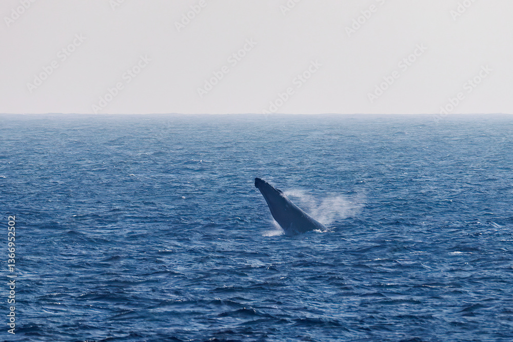 Fototapeta premium ヒートラン（クジラの群れが固まって激しく泳ぐ）、ブロー（背中にある鼻を海面に出して息継ぎしている）、スパイホップ（海面から顔を出す）をしている。 陸から見えたザトウクジラ（ナガスクジラ科）の群れが泳ぐ様子。 英名学名：Humpback Whale, Megaptera novaeangliae 真新しい溶岩でできた荒々しい海岸線の底土港外。 東京都伊豆諸島八丈島-2025年 