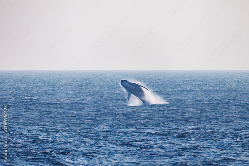 Fototapeta premium ブリーチング(ジャンプ)をしている。 陸から見えたザトウクジラ(ナガスクジラ科)の群れが泳ぐ様子。 英名学名:Humpback Whale, Megaptera novaeangliae 真新しい溶岩でできた荒々しい海岸線の底土港外。 東京都伊豆諸島八丈島-2025年