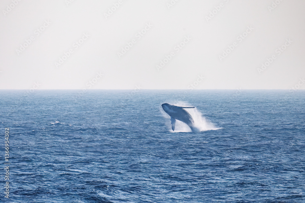 Fototapeta premium ブリーチング（ジャンプ）をしている。 陸から見えたザトウクジラ（ナガスクジラ科）の群れが泳ぐ様子。 英名学名：Humpback Whale, Megaptera novaeangliae 真新しい溶岩でできた荒々しい海岸線の底土港外。 東京都伊豆諸島八丈島-2025年 