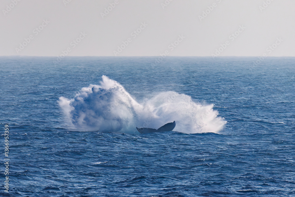 Fototapeta premium ブリーチング（ジャンプ）をしている。 陸から見えたザトウクジラ（ナガスクジラ科）の群れが泳ぐ様子。 英名学名：Humpback Whale, Megaptera novaeangliae 真新しい溶岩でできた荒々しい海岸線の底土港外。 東京都伊豆諸島八丈島-2025年 