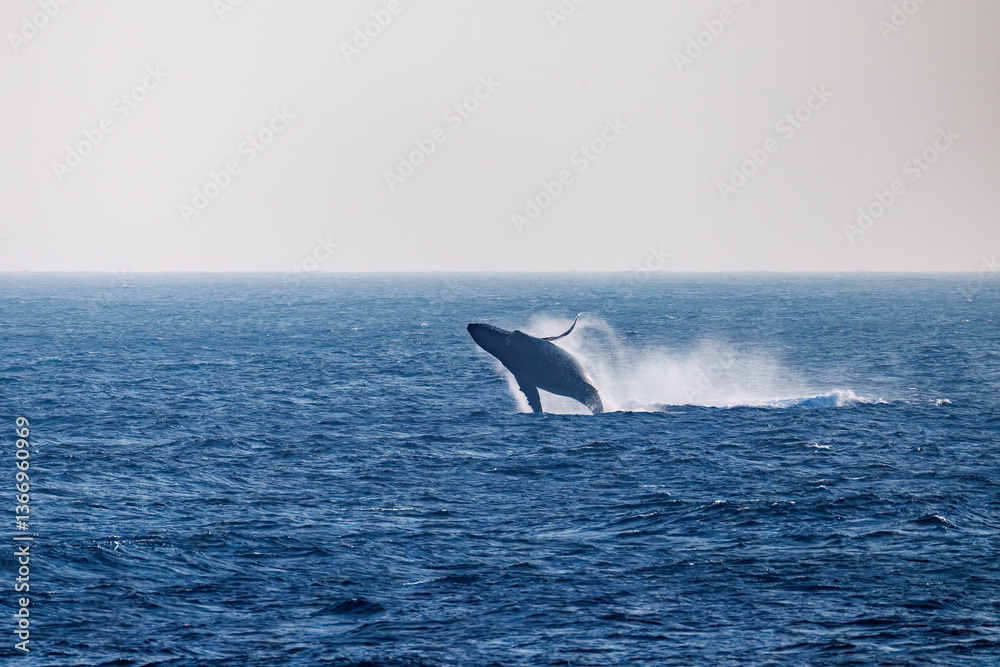 Fototapeta premium ブリーチング(ジャンプ)をしている。 陸から見えたザトウクジラ(ナガスクジラ科)の群れが泳ぐ様子。 英名学名:Humpback Whale, Megaptera novaeangliae 真新しい溶岩でできた荒々しい海岸線の底土港外。 東京都伊豆諸島八丈島-2025年