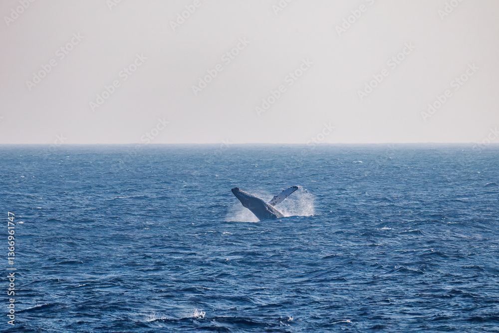 Fototapeta premium ブリーチング（ジャンプ）をしている。 陸から見えたザトウクジラ（ナガスクジラ科）の群れが泳ぐ様子。 英名学名：Humpback Whale, Megaptera novaeangliae 真新しい溶岩でできた荒々しい海岸線の底土港外。 東京都伊豆諸島八丈島-2025年 