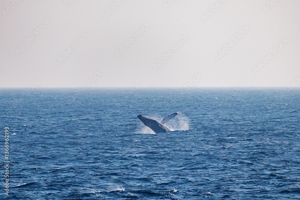 Fototapeta premium ブリーチング(ジャンプ)をしている。 陸から見えたザトウクジラ(ナガスクジラ科)の群れが泳ぐ様子。 英名学名:Humpback Whale, Megaptera novaeangliae 真新しい溶岩でできた荒々しい海岸線の底土港外。 東京都伊豆諸島八丈島-2025年