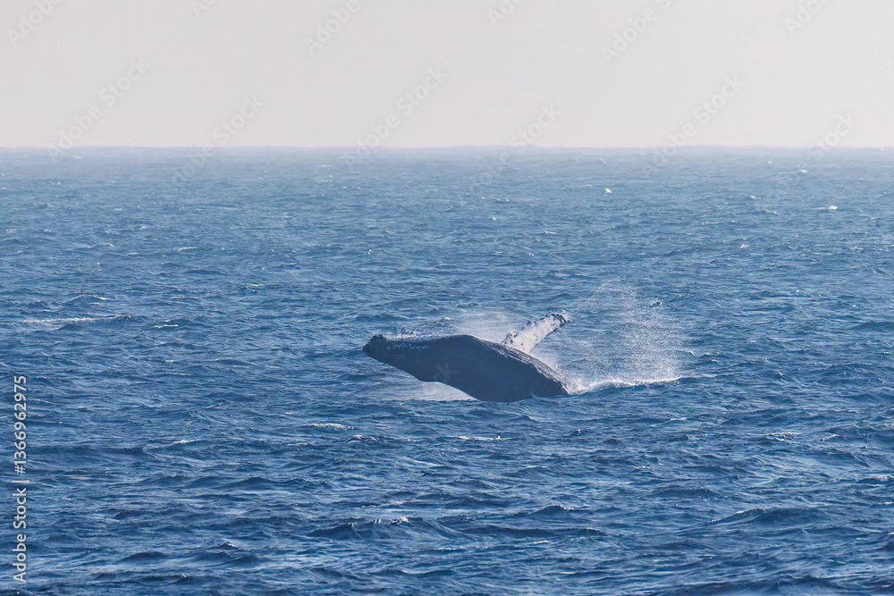 Fototapeta premium ブリーチング（ジャンプ）をしている。 陸から見えたザトウクジラ（ナガスクジラ科）の群れが泳ぐ様子。 英名学名：Humpback Whale, Megaptera novaeangliae 真新しい溶岩でできた荒々しい海岸線の底土港外。 東京都伊豆諸島八丈島-2025年 