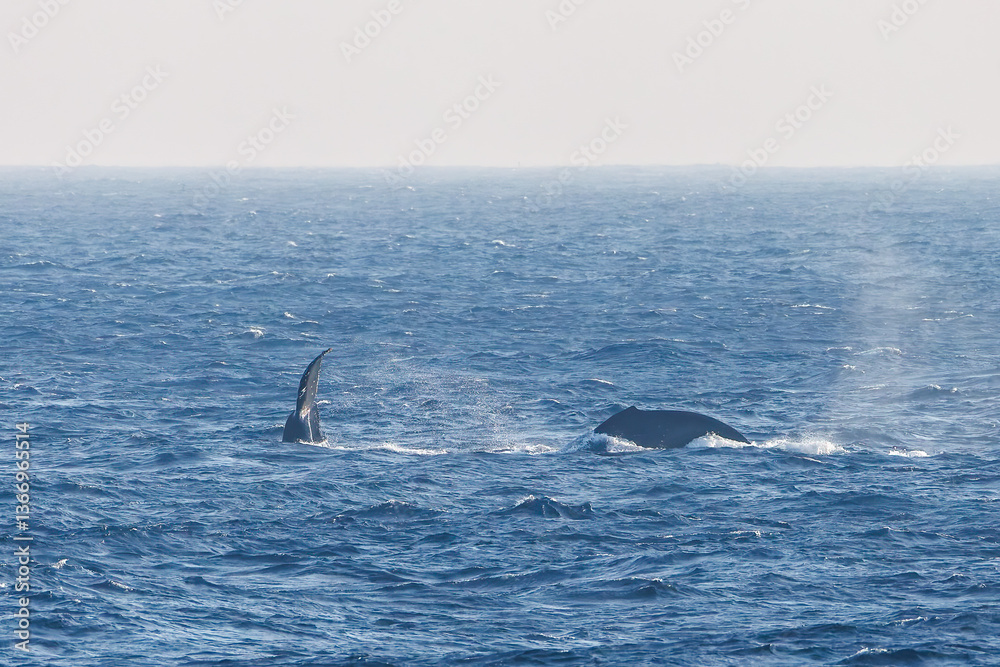 Fototapeta premium ヒートラン(クジラの群れが固まって激しく泳ぐ)、フルークダウン(潜水するために尻尾を海面に出している)している。 ペダンクルアーチ(海面に背中を出す)をしている。 陸から見えたザトウクジラ(ナガスクジラ科)の群れが泳ぐ様子。 英名学名:Humpback Whale, Megaptera novaeangliae 真新しい溶岩でできた荒々しい海岸線の底土港外。 東京都伊豆諸島八丈島-2025年