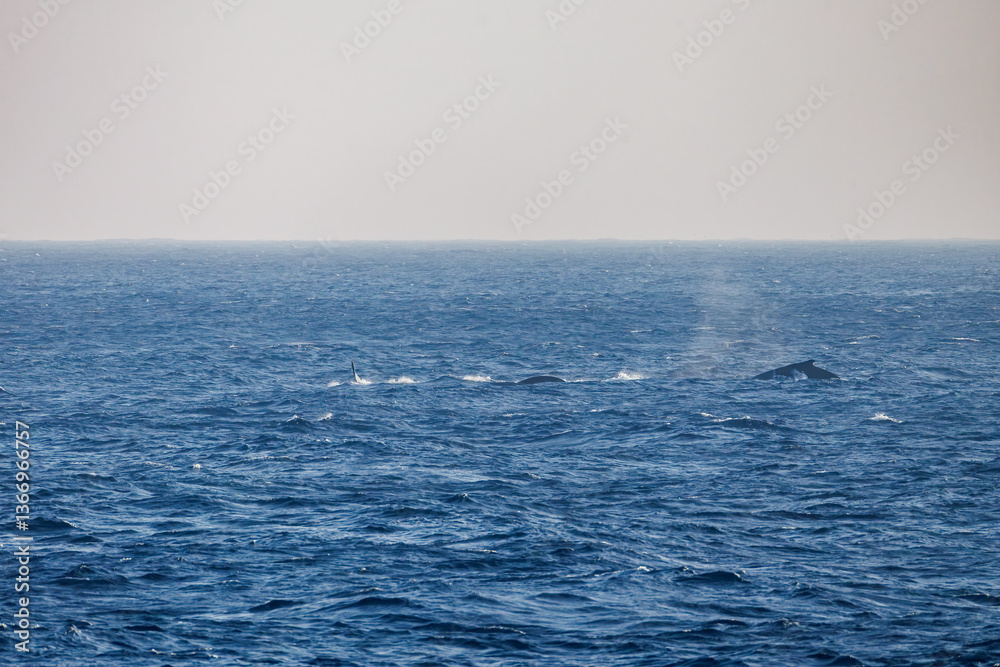 Fototapeta premium ヒートラン（クジラの群れが固まって激しく泳ぐ）、フルークダウン（潜水するために尻尾を海面に出している）している。 ペダンクルアーチ（海面に背中を出す）をしている。 陸から見えたザトウクジラ（ナガスクジラ科）の群れが泳ぐ様子。 英名学名：Humpback Whale, Megaptera novaeangliae 真新しい溶岩でできた荒々しい海岸線の底土港外。 東京都伊豆諸島八丈島-2025年 