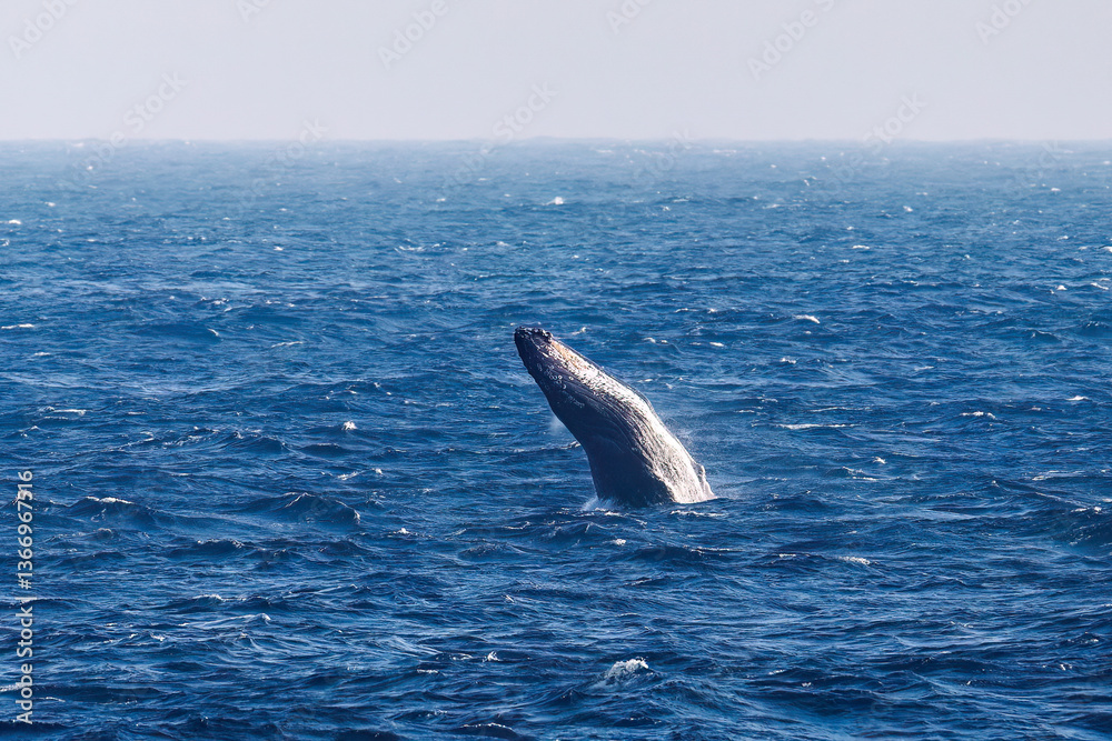 Fototapeta premium ブリーチング（ジャンプ）をしている。 陸から見えたザトウクジラ（ナガスクジラ科）の群れが泳ぐ様子。 英名学名：Humpback Whale, Megaptera novaeangliae 真新しい溶岩でできた荒々しい海岸線の底土港外。 東京都伊豆諸島八丈島-2025年 