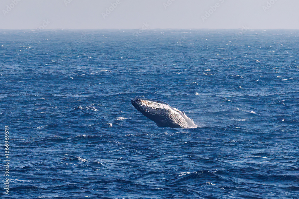 Fototapeta premium ブリーチング(ジャンプ)をしている。 陸から見えたザトウクジラ(ナガスクジラ科)の群れが泳ぐ様子。 英名学名:Humpback Whale, Megaptera novaeangliae 真新しい溶岩でできた荒々しい海岸線の底土港外。 東京都伊豆諸島八丈島-2025年
