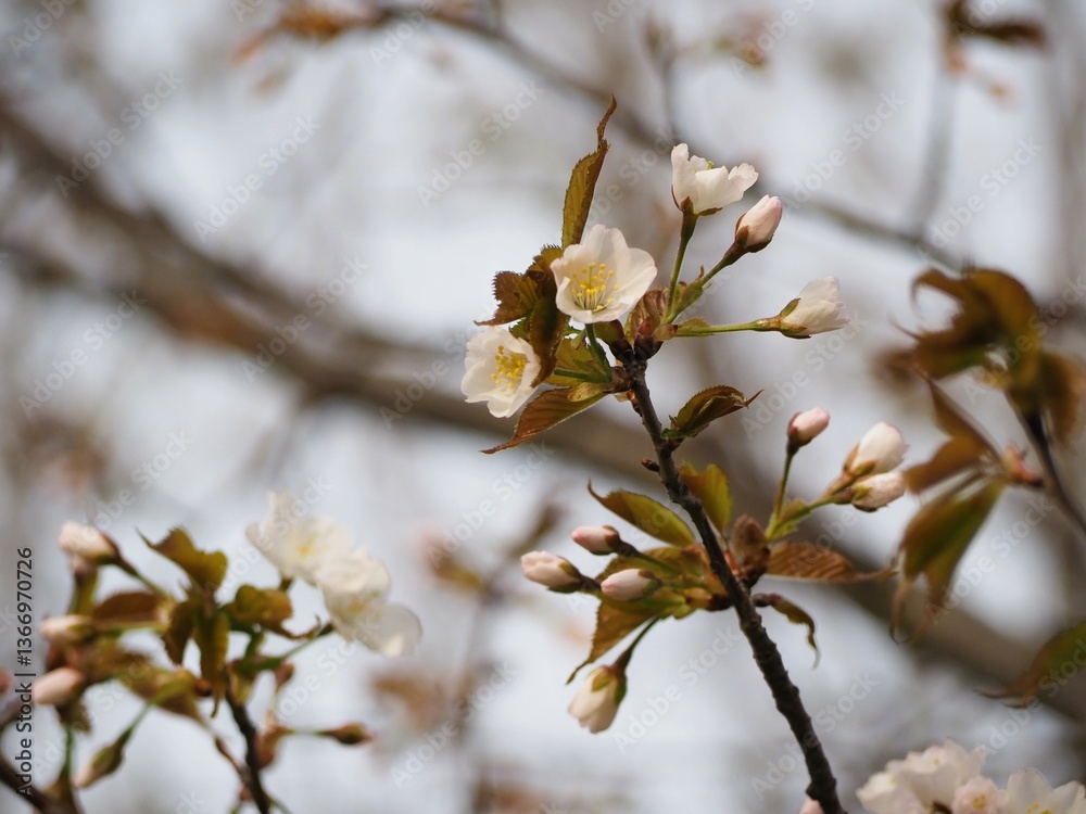 春の花 桜 カスミザクラ