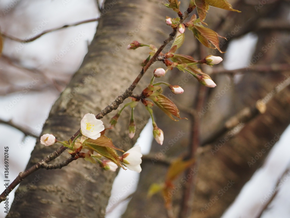 春の花 桜 カスミザクラ