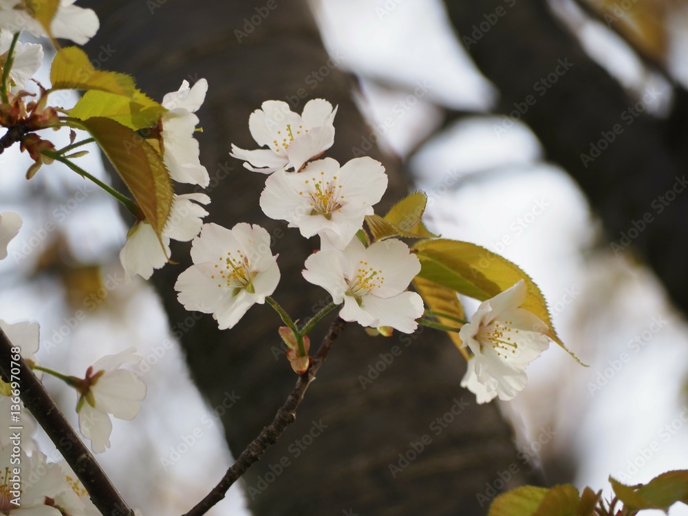 春の花 桜 カスミザクラ