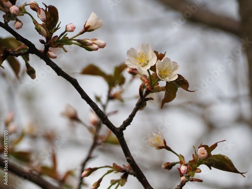 Obraz na płótnie 春の花 桜 カスミザクラ w salonie