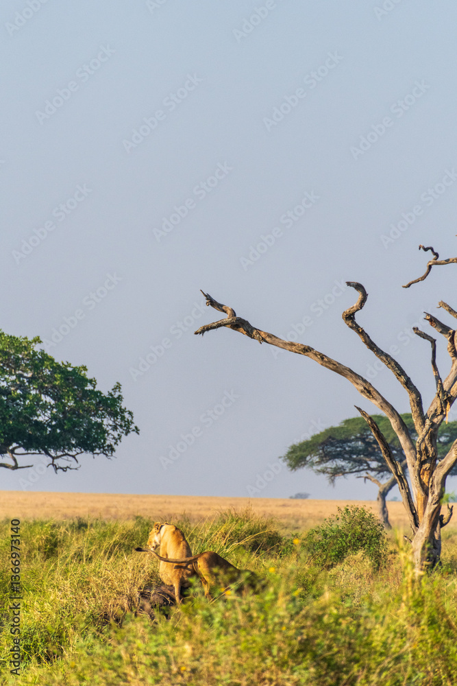 Fototapeta premium Close-up of two female lions -Panthera Leo- overlooking the expansive landscape of the Serengeti, Tanzania, in the golden light of the early morning