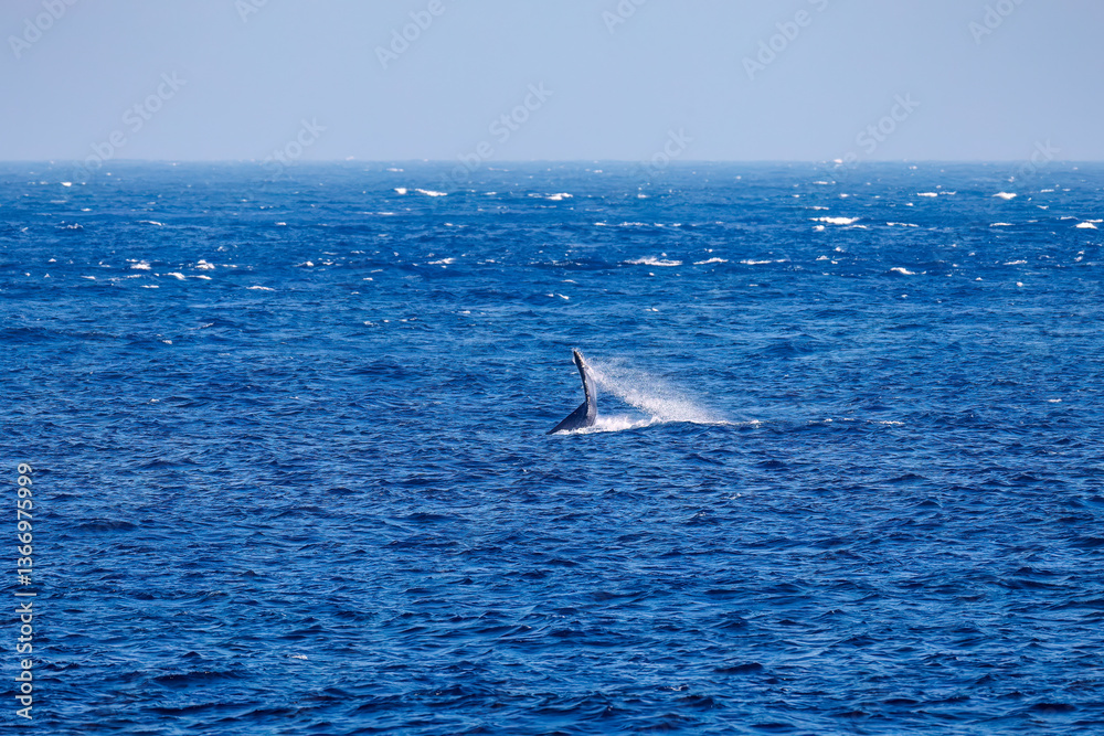 Fototapeta premium テイルスラップ（尻尾で海面を叩く）をしている。 陸から見えたザトウクジラ（ナガスクジラ科）の群れが泳ぐ様子。 英名学名：Humpback Whale, Megaptera novaeangliae 真新しい溶岩でできた荒々しい海岸線の底土港外。 東京都伊豆諸島八丈島-2025年 