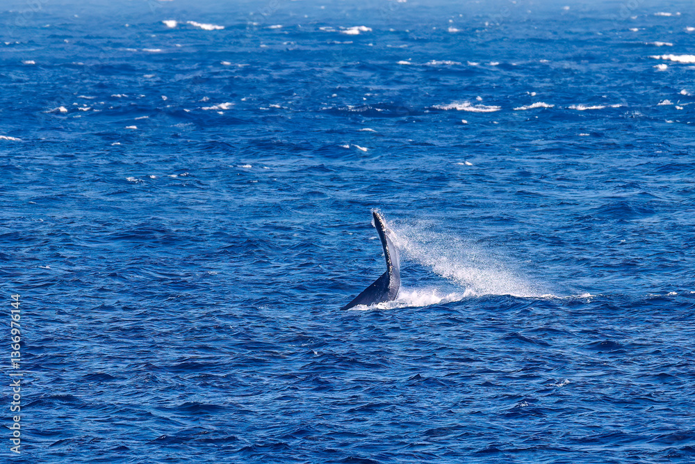 Fototapeta premium テイルスラップ（尻尾で海面を叩く）をしている。 陸から見えたザトウクジラ（ナガスクジラ科）の群れが泳ぐ様子。 英名学名：Humpback Whale, Megaptera novaeangliae 真新しい溶岩でできた荒々しい海岸線の底土港外。 東京都伊豆諸島八丈島-2025年 