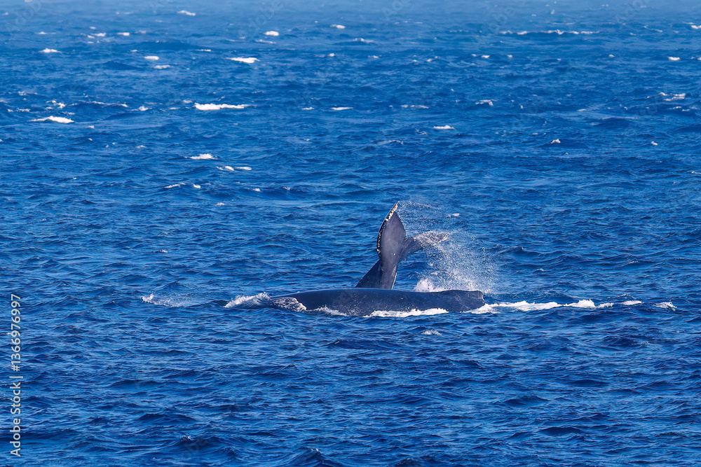 Naklejka premium テイルスラップ（尻尾で海面を叩く）をしている。 ペダンクルアーチ（海面に背中を出す）をしている。 陸から見えたザトウクジラ（ナガスクジラ科）の群れが泳ぐ様子。 英名学名：Humpback Whale, Megaptera novaeangliae 真新しい溶岩でできた荒々しい海岸線の底土港外。 東京都伊豆諸島八丈島-2025年 