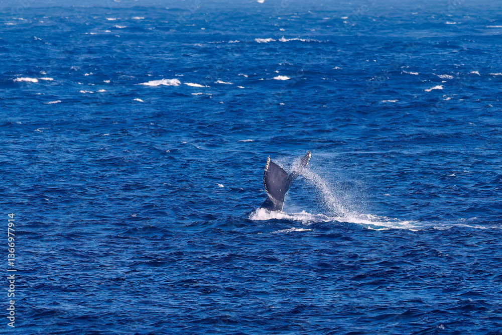 Fototapeta premium テイルスラップ（尻尾で海面を叩く）をしている。 陸から見えたザトウクジラ（ナガスクジラ科）の群れが泳ぐ様子。 英名学名：Humpback Whale, Megaptera novaeangliae 真新しい溶岩でできた荒々しい海岸線の底土港外。 東京都伊豆諸島八丈島-2025年 