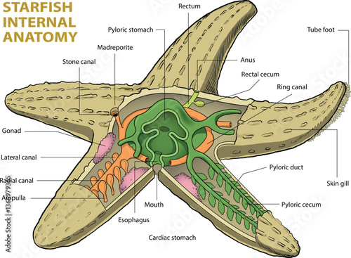 illustration of starfish anatomy diagram