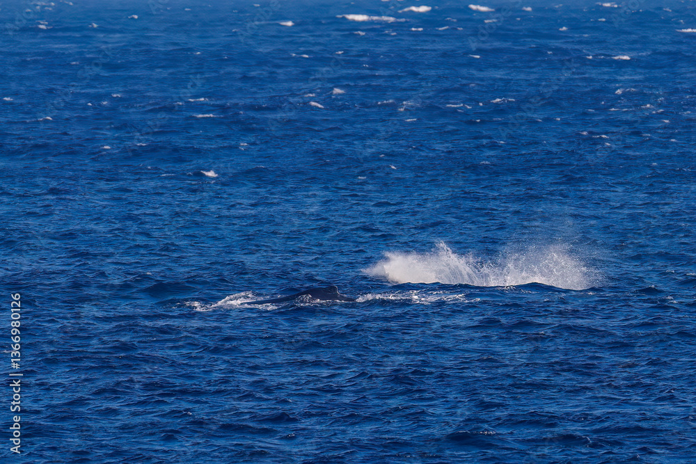 テイルスラップ(尻尾で海面を叩く)をしている。
陸から見えたザトウクジラ(ナガスクジラ科)の群れが泳ぐ様子。
英名学名:Humpback Whale, Megaptera novaeangliae
真新しい溶岩でできた荒々しい海岸線の底土港外。
東京都伊豆諸島八丈島-2025年
テイルスラップ(尻尾で海面を叩く)をしている。
陸から見えたザトウクジラ(ナガスクジラ科)の群れが泳ぐ様子。
英名学名:Humpback Whale, Megaptera novaeangliae
真新しい溶岩でできた荒々しい海岸線の底土港外。
東京都伊豆諸島八丈島-2025年