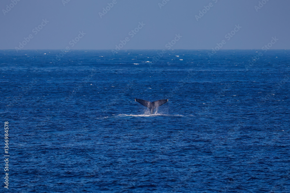 Fototapeta premium テイルスラップ（尻尾で海面を叩く）をしている。 陸から見えたザトウクジラ（ナガスクジラ科）の群れが泳ぐ様子。 英名学名：Humpback Whale, Megaptera novaeangliae 真新しい溶岩でできた荒々しい海岸線の底土港外。 東京都伊豆諸島八丈島-2025年 