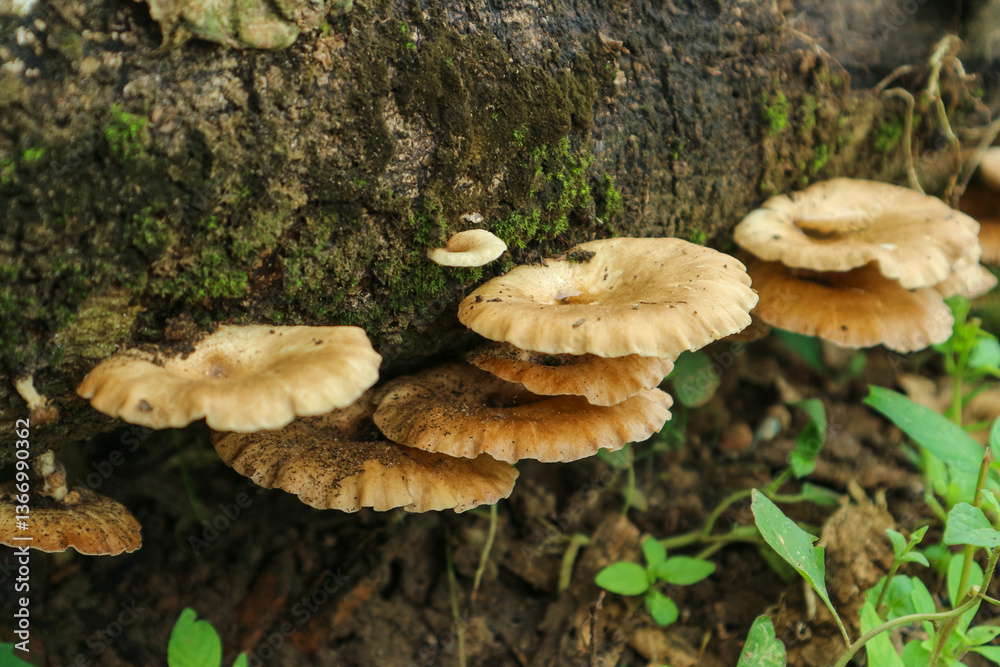 Fototapeta premium Wild mushrooms grow on rotting tree trunks