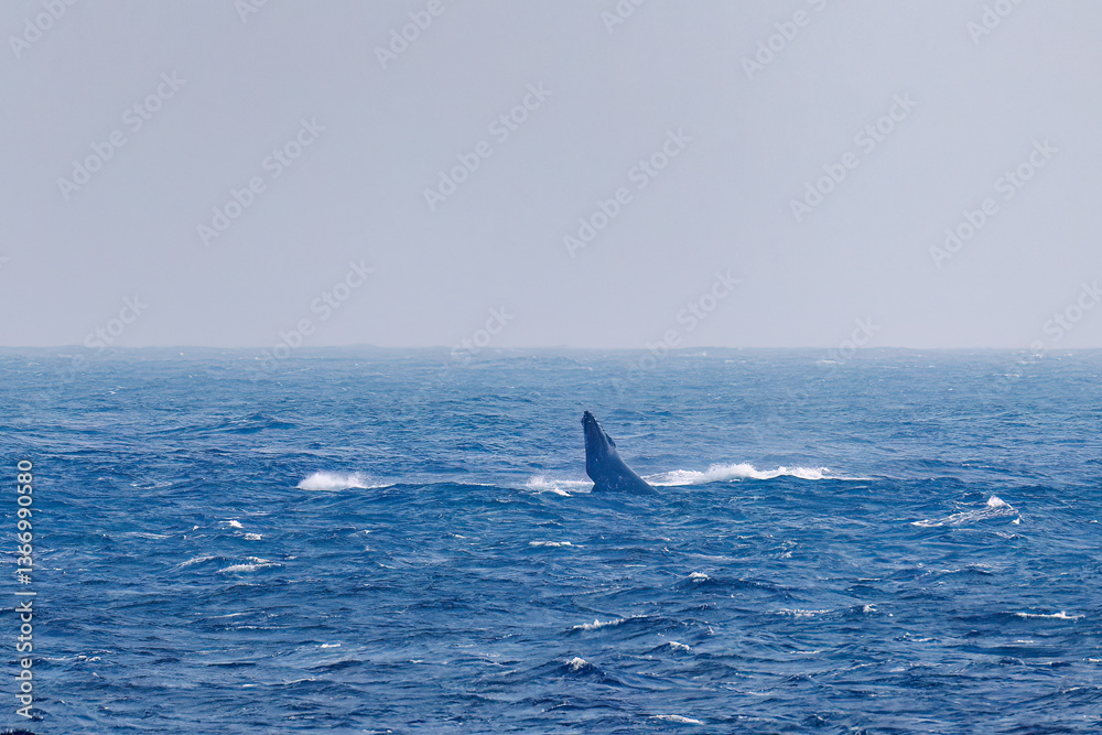 Fototapeta premium スパイホップ(海面から顔を出す)をしている。 陸から見えたザトウクジラ(ナガスクジラ科)の群れが泳ぐ様子。 英名学名:Humpback Whale, Megaptera novaeangliae 真新しい溶岩でできた荒々しい海岸線の底土港外。 東京都伊豆諸島八丈島-2025年