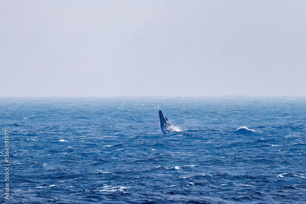 Fototapeta premium スパイホップ（海面から顔を出す）をしている。 陸から見えたザトウクジラ（ナガスクジラ科）の群れが泳ぐ様子。 英名学名：Humpback Whale, Megaptera novaeangliae 真新しい溶岩でできた荒々しい海岸線の底土港外。 東京都伊豆諸島八丈島-2025年 