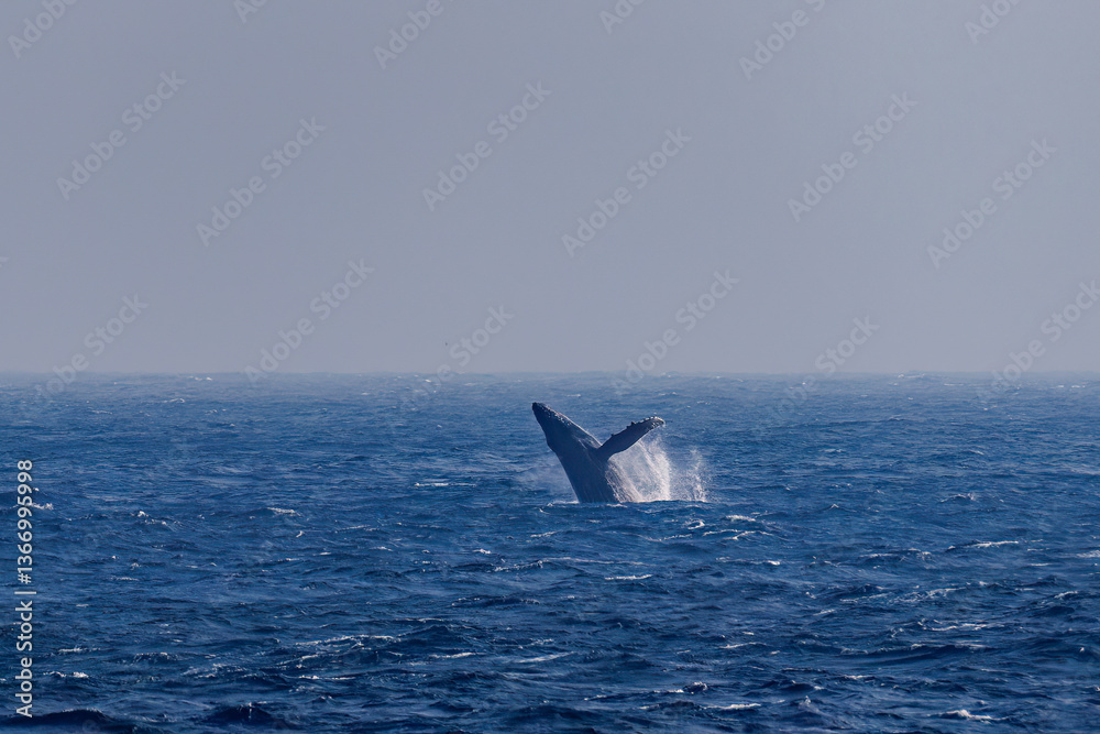Fototapeta premium ブリーチング(ジャンプ)をしている。 陸から見えたザトウクジラ(ナガスクジラ科)の群れが泳ぐ様子。 英名学名:Humpback Whale, Megaptera novaeangliae 真新しい溶岩でできた荒々しい海岸線の底土港外。 東京都伊豆諸島八丈島-2025年