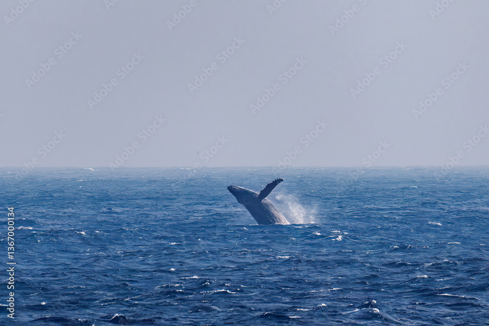 Fototapeta premium ブリーチング（ジャンプ）をしている。 陸から見えたザトウクジラ（ナガスクジラ科）の群れが泳ぐ様子。 英名学名：Humpback Whale, Megaptera novaeangliae 真新しい溶岩でできた荒々しい海岸線の底土港外。 東京都伊豆諸島八丈島-2025年 