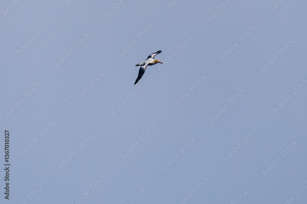 沖を飛翔する巨大なアホウドリ(アホウドリ科)。翼長は2m以上。
英名学名:Short-tailed albatross, Phoebastria albatrus
絶海の孤島である、三宅島周辺は非常に海鳥の数が多い。
東海汽船東京湾~伊豆諸島八丈島、太平洋航路の橘丸船上-2025
沖を飛翔する巨大なアホウドリ(アホウドリ科)。翼長は2m以上。
英名学名:Short-tailed albatross, Phoebastria albatrus
絶海の孤島である、三宅島周辺は非常に海鳥の数が多い。
東海汽船東京湾~伊豆諸島八丈島、太平洋航路の橘丸船上-2025