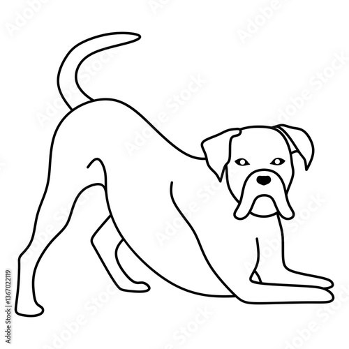boxer dog