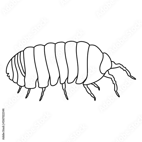 isopod