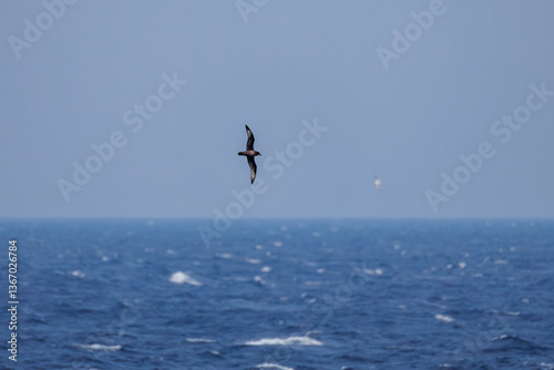                                                                                                           Short-tailed Shearwater  Ardenna tenuirostris                                                                                                                                                              -2025 
