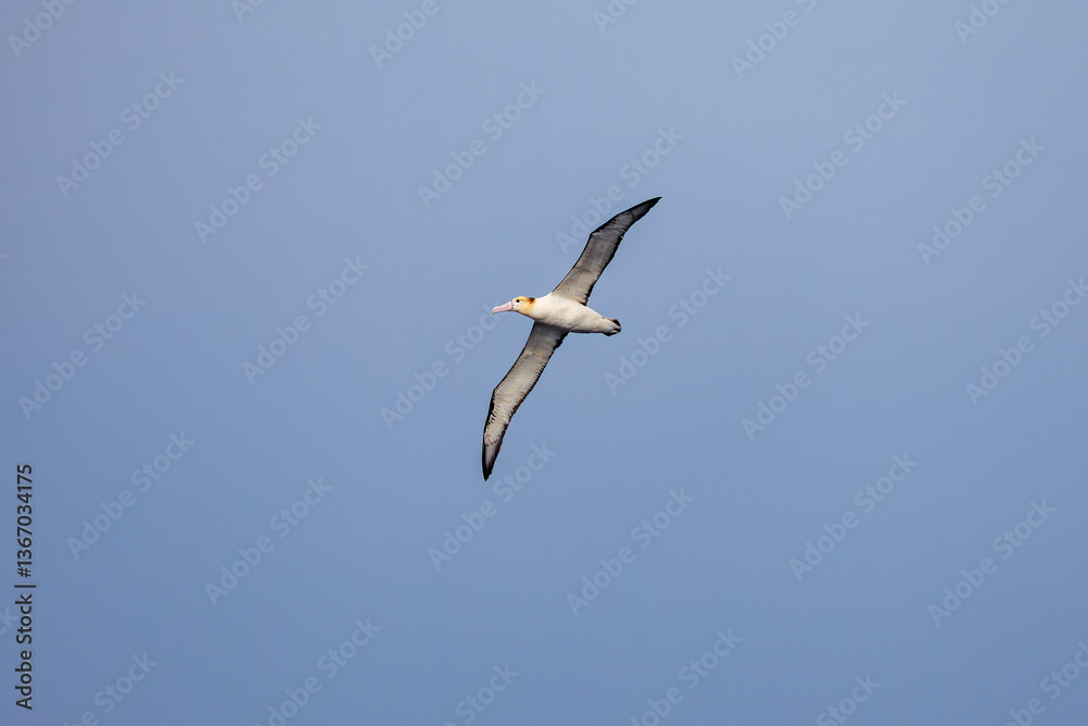 沖を飛翔する巨大なアホウドリ(アホウドリ科)。翼長は2m以上。
英名学名:Short-tailed albatross, Phoebastria albatrus
絶海の孤島である、三宅島周辺は非常に海鳥の数が多い。
東海汽船東京湾~伊豆諸島八丈島、太平洋航路の橘丸船上-2025
沖を飛翔する巨大なアホウドリ(アホウドリ科)。翼長は2m以上。
英名学名:Short-tailed albatross, Phoebastria albatrus
絶海の孤島である、三宅島周辺は非常に海鳥の数が多い。
東海汽船東京湾~伊豆諸島八丈島、太平洋航路の橘丸船上-2025
