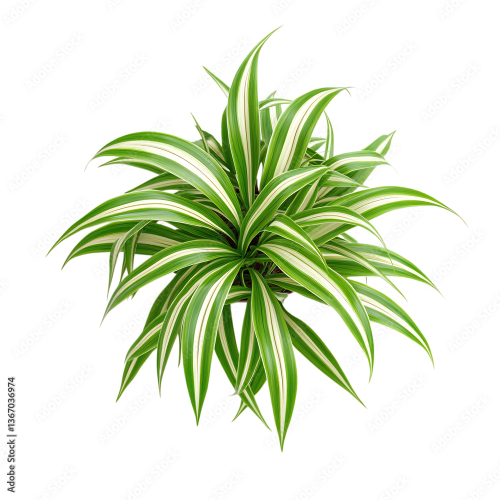 Obraz premium 3D Spider Plant with Arching Green and White Stripes Isolated on Transparent Background