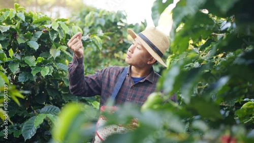 Coffee plantation cultivation, Coffee bean business industry. Asian farmer, farm worker working, harvesting and picking ripe organic Arabica coffee cherries beans at agriculture field on the mountain.