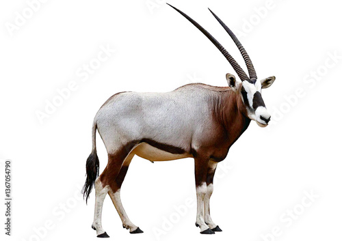 Scimitar horned oryx isolated on a transparent or white background photo