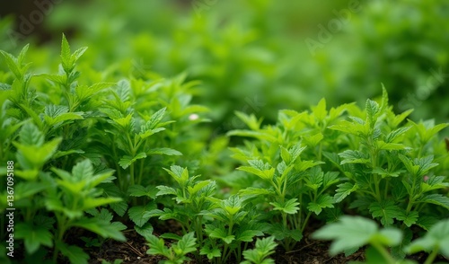 Vibrant green foliage thrives under soft sunlight a lush natural scene. AI Generated