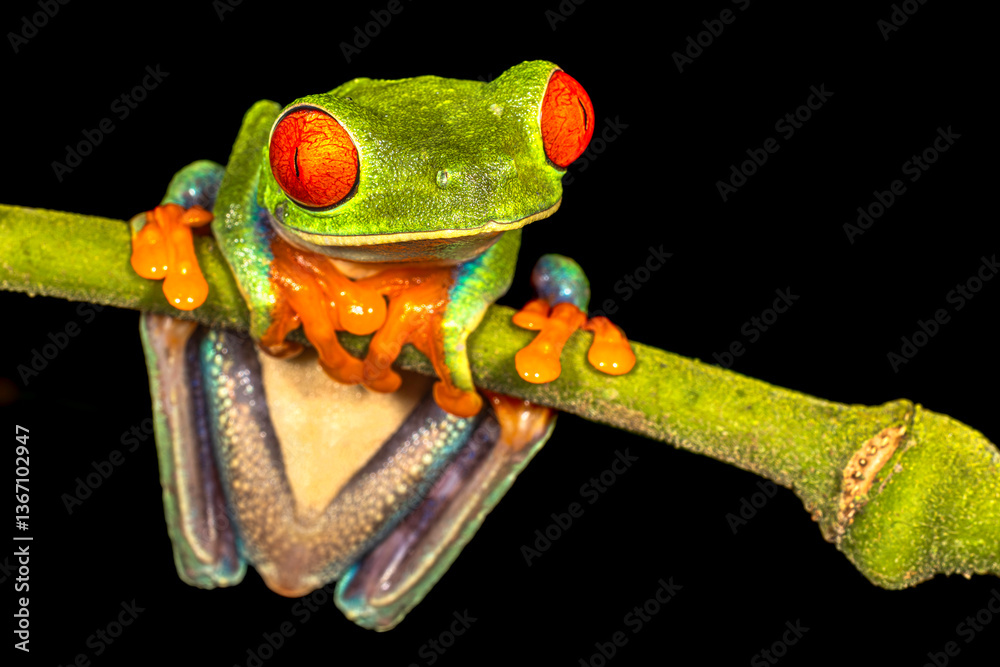 Red-eyed tree frog (Agalychnis callidryas, commonly known as the red-eyed leaf frog), Costa Rica, Sarapiqui region. Selective focus on frog's eyes