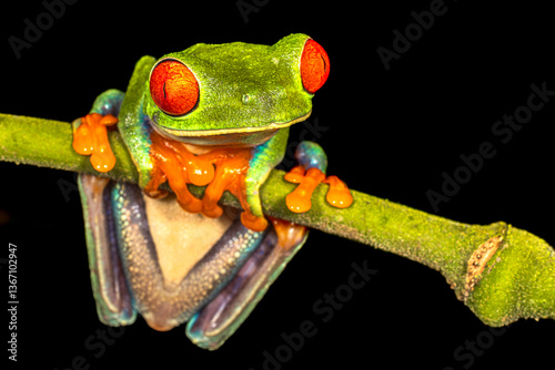 Obraz na płótnie Red-eyed tree frog (Agalychnis callidryas, commonly known as the red-eyed leaf frog), Costa Rica, Sarapiqui region. Selective focus on frog's eyes w salonie