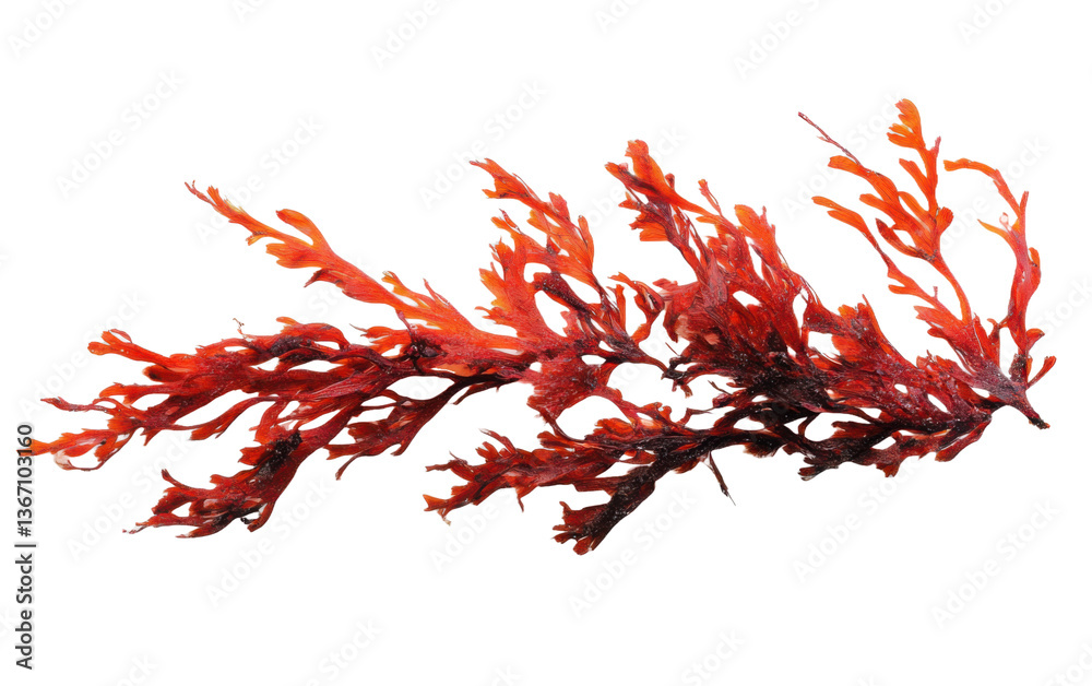 Naklejka premium Red seaweed isolated on white or transparent background