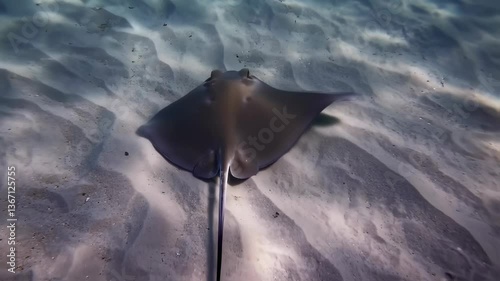 A stingray moves effortlessly across the sandy ocean floor, showcasing its wings as it glides through the warm, clear waters of a tropical location during daylight hours
