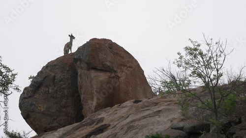 Klipspringer antelope chews cud atop large granite boulder in Kruger