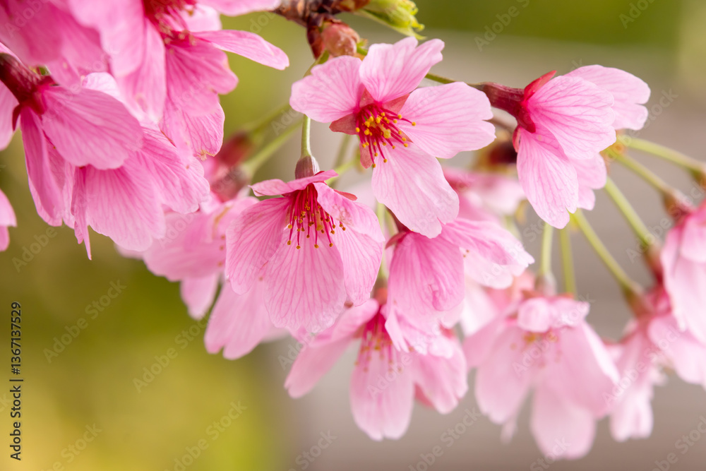 Obraz premium 満開の桜