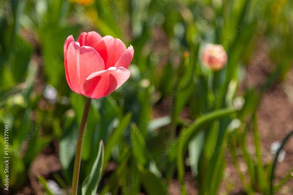 Fototapeta premium A lonely pink tulip grows in the garden