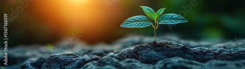 Seedling Growth.