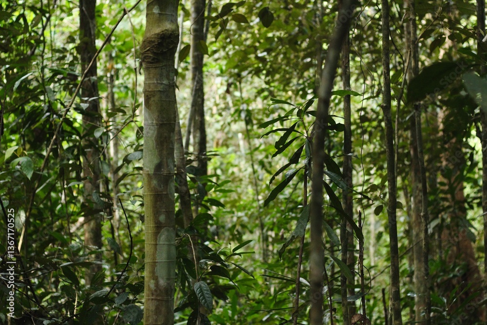 Obraz premium Deep of Meratus Mountain, Borneo Rainforest, Indonesia