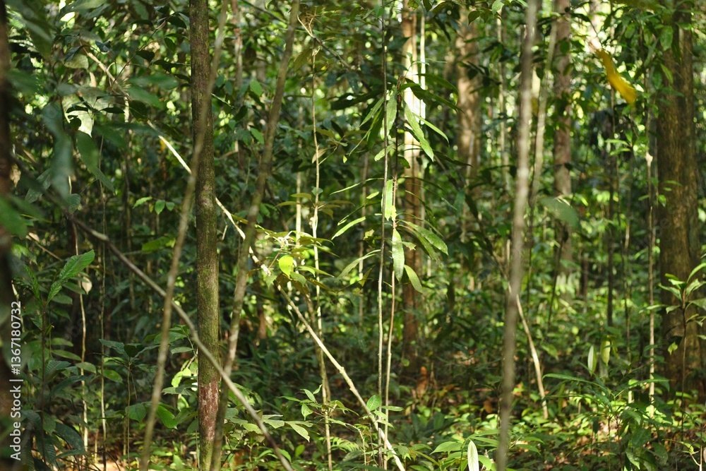 Obraz premium Deep of Meratus Mountain, Borneo Rainforest, Indonesia