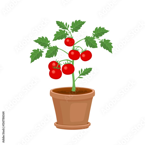Tomato plant with ripe fruit in pot isolated on white background. Gardening icon. Vector cartoon flat illustration.